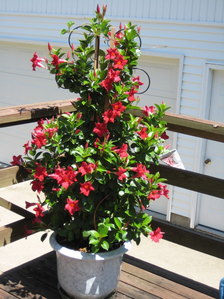 Mark Austin Homes » Blog Archiv Sun-Loving Container Plants